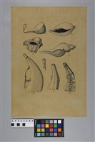 藏品(陳奇祿手稿-臺灣原住民的天然容器和木製容器)的圖片